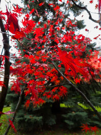 Close-up of red maple leaves on tree