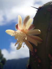 Close-up of hand holding flower