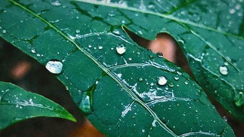 Close-up of wet leaf