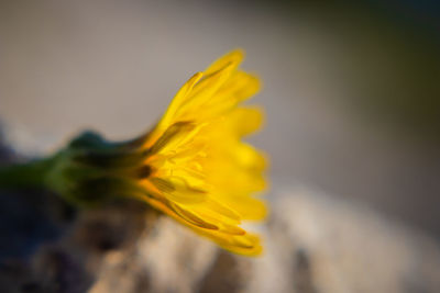Close-up of yellow flower