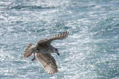 Seagull flying over sea