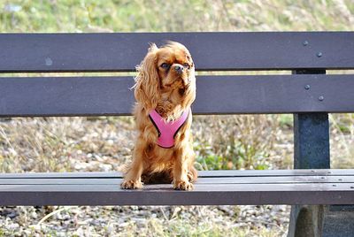 Dog sitting on bench in park
