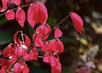 Close-up of bougainvillea blooming outdoors