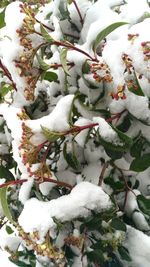 Close-up of snow on tree