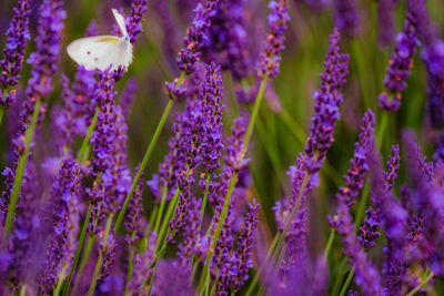 Close-up of purple flowering plants