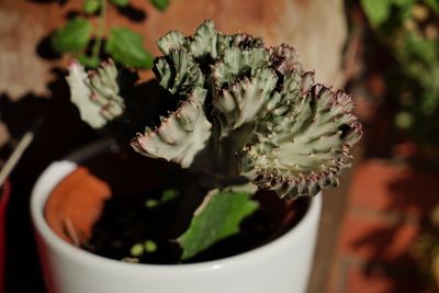 Close-up of potted plant on table