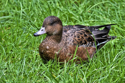 Side view of a mallard duck on field