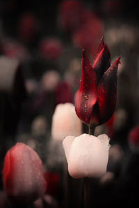 Close-up of wet red rose