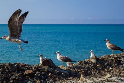 Seagulls flying over sea against clear sky