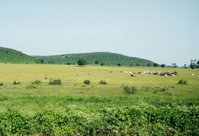 Sheep grazing on field against clear sky