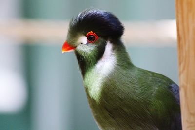 Close-up of bird