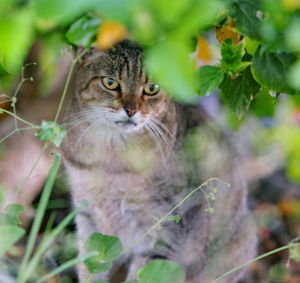 Portrait of a cat