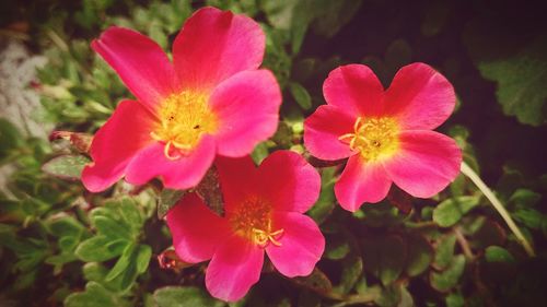 Close-up of pink flower