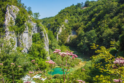 Scenic view of flowering plants and trees in forest