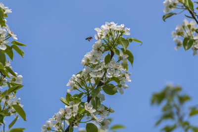 Low angle view of grasshopper on flowering plant against sky