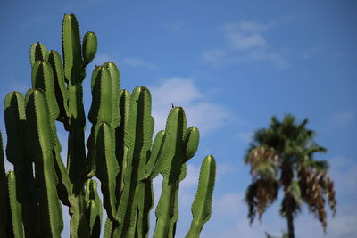 Close-up of succulent plant against sky