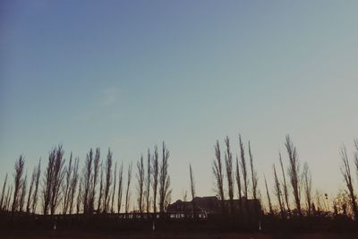 Low angle view of trees against clear sky