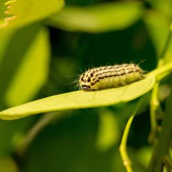 Caterpillar feeding on green leaf 