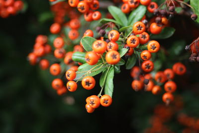 Close-up of berries growing on plant