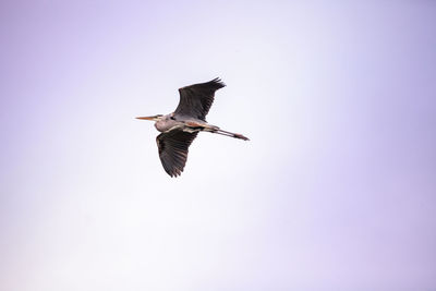 Great blue heron ardea herodias in the marsh at lakes park in fort myers, florida