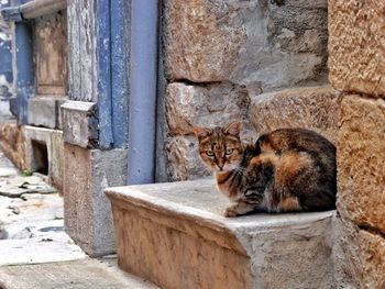 Cat resting on wall