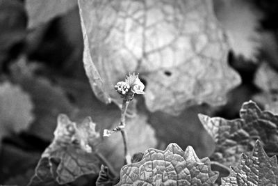 Close-up of flower on plant