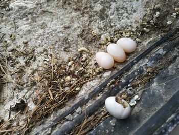 High angle view of eggs in container