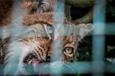 Close-up portrait of a cat