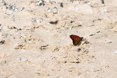 High angle view of butterfly on sand