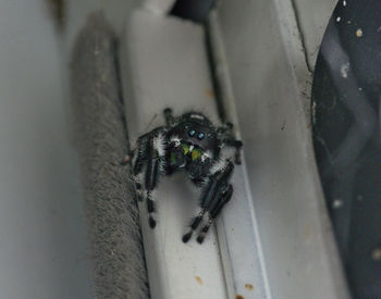 Close-up of spider