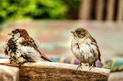 Close-up of birds perching on wood