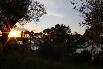 Silhouette trees by lake against sky during sunset