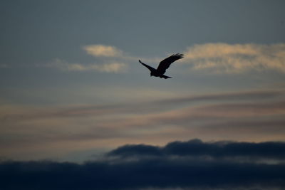 Low angle view of bird flying in sky