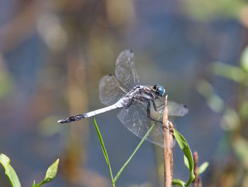 Close-up of dragonfly on plant