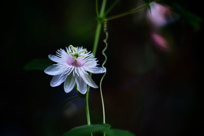 Close-up of white flowering plant