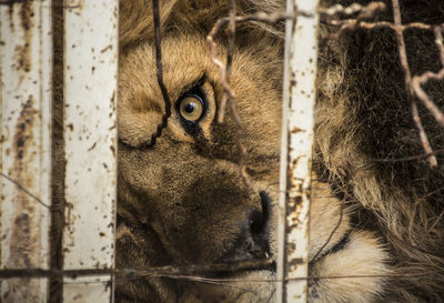 Attractive eyes of the lion in the cage 