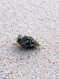 High angle view of insect on sand