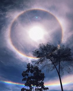 Low angle view of tree against rainbow in sky