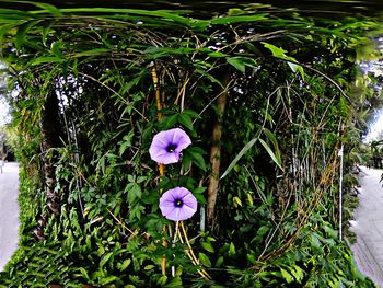 Close-up of purple flowering plants