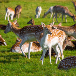 Deer on field