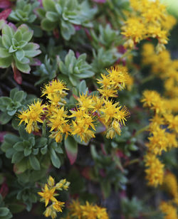 Close-up of yellow flowering plant