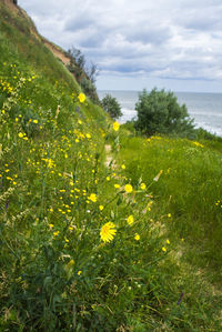 Yellow flowers growing on field by sea against sky