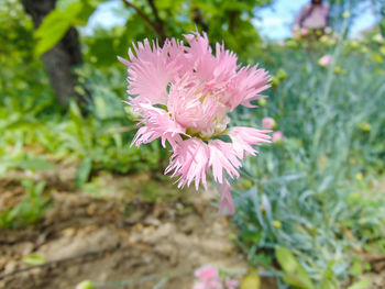 Close-up of pink flowering plant on field