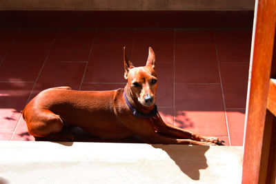 Portrait of dog relaxing at home