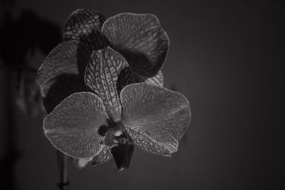 Close-up of plant against blurred background