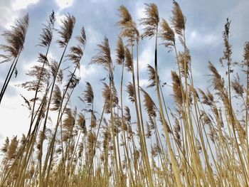 Low angle view of stalks in field against sky