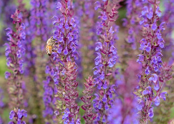 Close-up of bee on lavender flowers