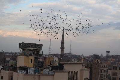 Flock of birds flying in city against sky