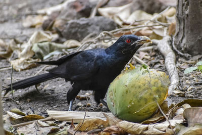 Close-up of bird perching on a plant