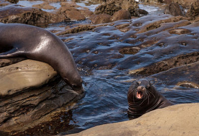 High angle view of sea lion in water